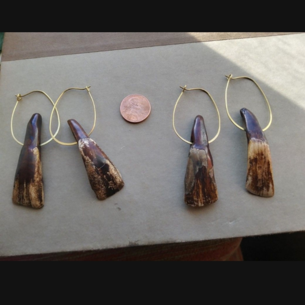 COPY - Authentic American Buffalo Teeth on Brass Hoops - Picture 7 of 7